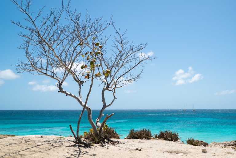 Enjoying the view of the turqoise waters at Aruba's west coast