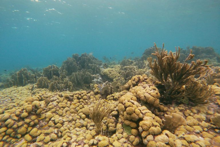 A stunning coral reef along Aruba's south coast