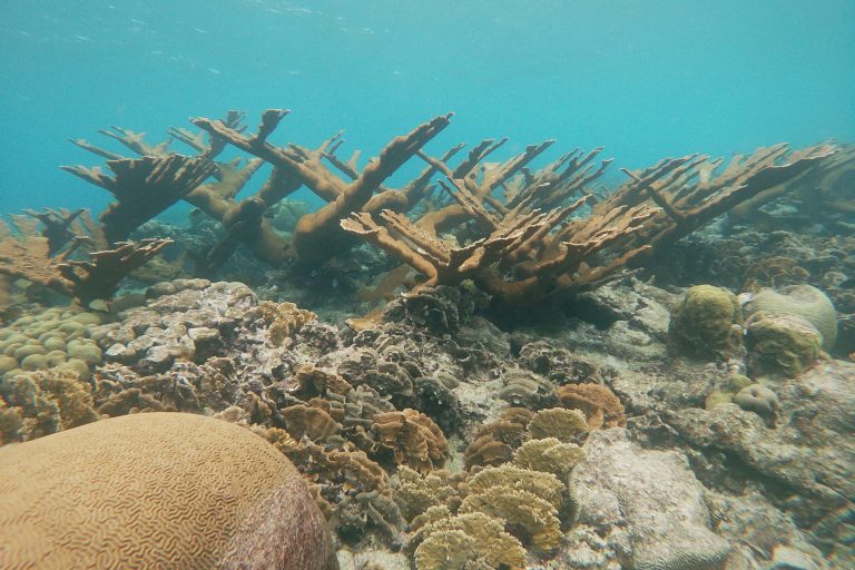 Dramatic Elkhorn coral at a coral reef near Mangel Halto