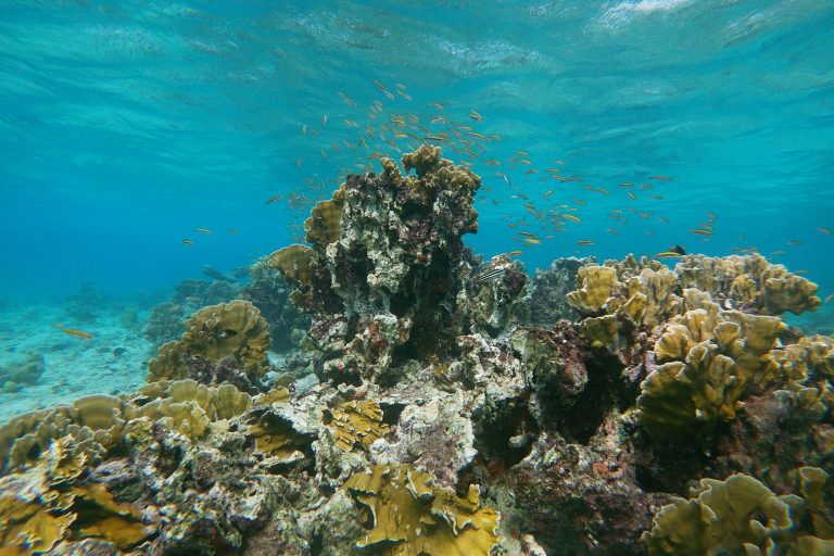 Lots of small reef fish around a coral head in Aruba