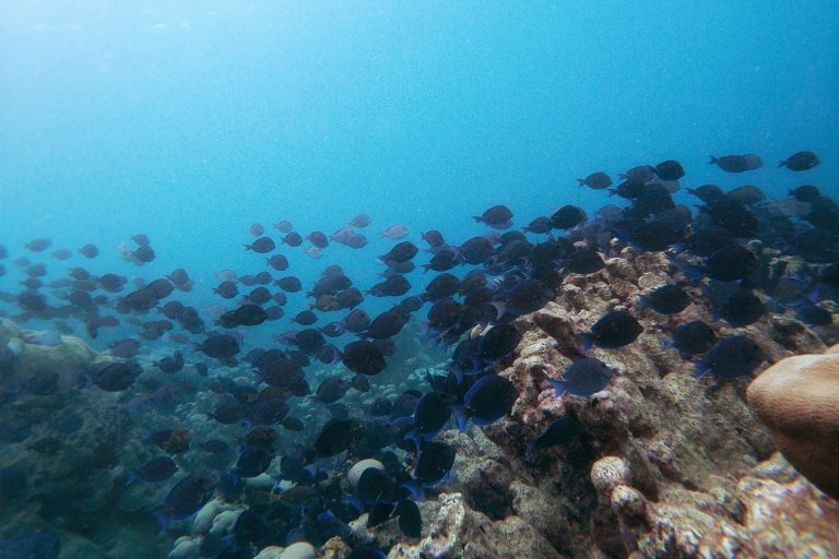 A group of Blue Tangs foraging on an Aruban coral reef