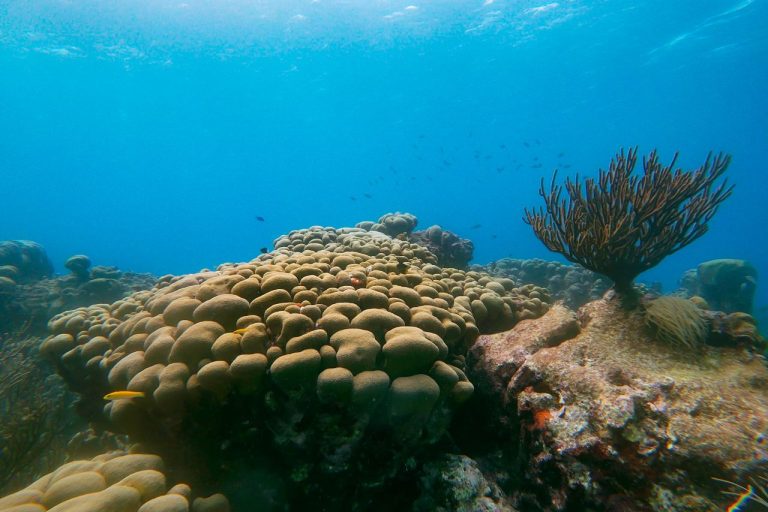 Pristine Coral Reef snorkel with Fins and Feet Nature Tours