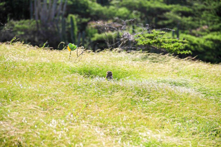 Observing a burrowing owl, Shoco, with Fins and Feet Nature Tours