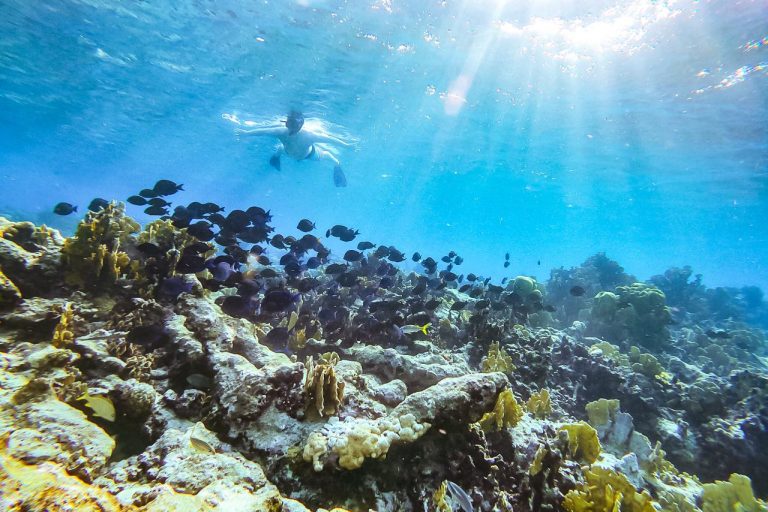 Pristine Coral Reef snorkel with Fins and Feet Nature Tours