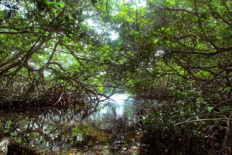 Hiking the Mangrove forest at Spanish Lagoon with Fins and Feet Nature Tours