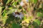 Aruban passion flower (Shoshoro)